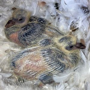 Meet your Posher, Posh